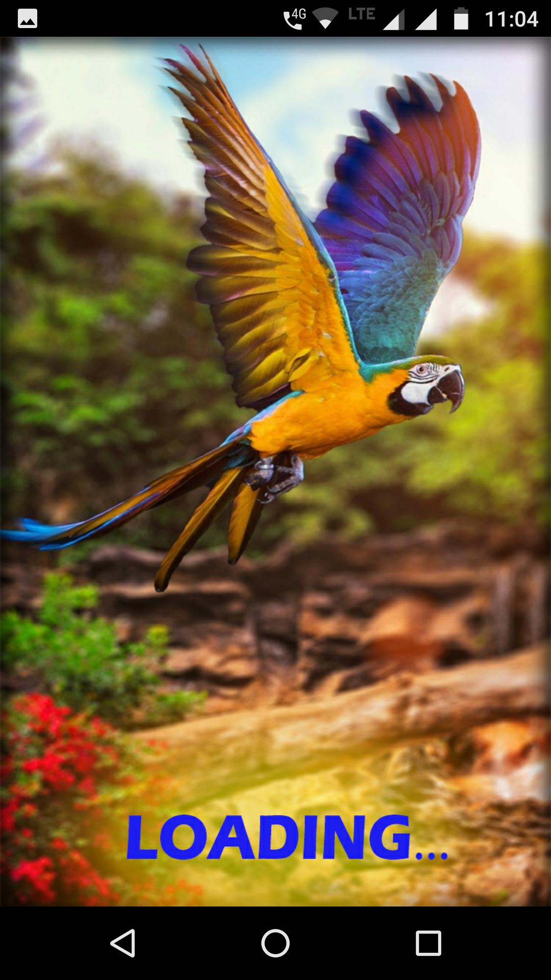 Macaw Parrot Wallpaper HD APK for Android Download Macaw Parrot Wallpaper HD APK for Android Download