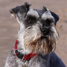 Miniature Schnauzer Dog HD icon