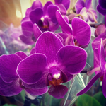 Orchid Flowers HD Wallpaper icon