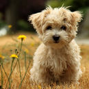 Poodle Dog HD Wallpaper APK