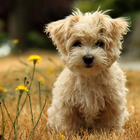 Poodle Dog HD Wallpaper icône