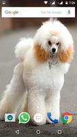 Poodle Dog HD Wallpaper اسکرین شاٹ 1