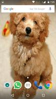 Poodle Dog HD Wallpaper ảnh chụp màn hình 3