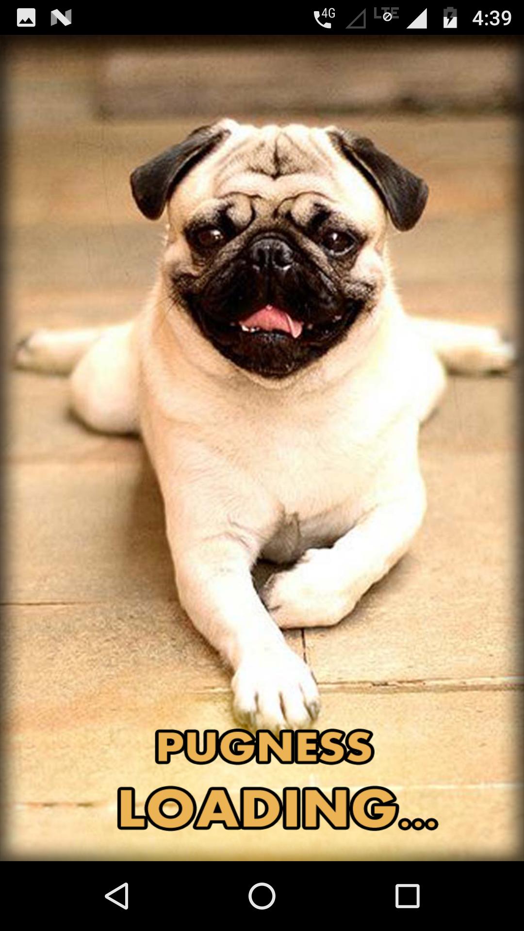 Pug Wallpaper HD APK for Android Download