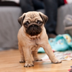 Pug Dog HD Wallpaper