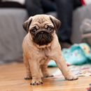 Pug Dog HD Wallpaper aplikacja