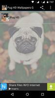 Pug Dog HD Wallpaper ポスター