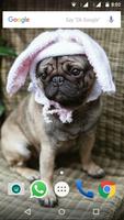 برنامه‌نما Pug Dog HD Wallpaper عکس از صفحه