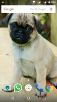 Pug Dog HD Wallpaper 스크린샷 3