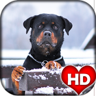 Rottweiler Dog Hd Wallpapers 圖標