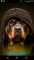 Rottweiler Dog Hd Wallpapers Cartaz