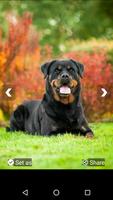 Rottweiler Dog Hd Wallpapers imagem de tela 2