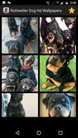 Rottweiler Dog Hd Wallpapers 截圖 3