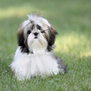 shih tzu Dog HD Wallpaper aplikacja