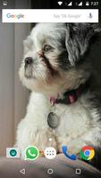 shih tzu Dog HD Wallpaper imagem de tela 1