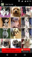 shih tzu Dog HD Wallpaper imagem de tela 2