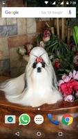برنامه‌نما shih tzu Dog HD Wallpaper عکس از صفحه