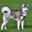 ”Siberian Husky Dog Wallpapers