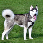 Siberian Husky Dog Wallpapers-icoon