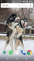 Siberian Husky Dog Wallpapers screenshot 1