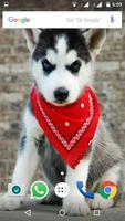 Siberian Husky Dog Wallpapers Affiche