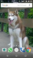 Siberian Husky Dog Wallpapers screenshot 3