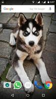 Siberian Husky Dog Wallpapers imagem de tela 2