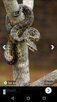 Snake Wallpapers HD 스크린샷 3