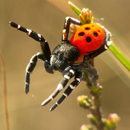 Spider Wallpapers HD APK