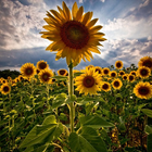 Sunflower Wallpaper HD-icoon