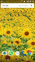 برنامه‌نما Sunflower Wallpaper HD عکس از صفحه
