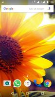 Sunflower Wallpaper HD 포스터