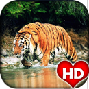 Tiger HD Wallpaper APK