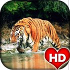 Tiger HD Wallpaper simgesi