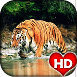 Tiger HD Wallpaper icône