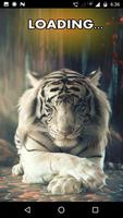 Tiger HD Wallpaper Affiche