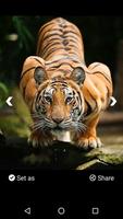 Tiger HD Wallpaper imagem de tela 2