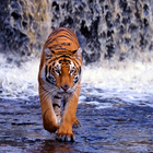 Tiger Wallpapers HD آئیکن