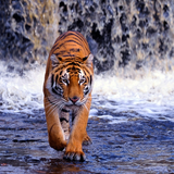 Tiger Wallpapers HD icône