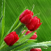 Tulips Flowers Wallpapers HD