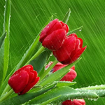 Tulips Flowers Wallpapers HD icon