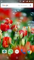 Tulips Flowers Wallpapers HD постер