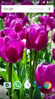 Tulips Flowers Wallpapers HD скриншот 2