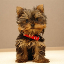 Yorkshire Terrier Dog Wallpape APK