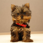 Yorkshire Terrier Dog Wallpape icono