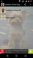 Yorkshire Terrier Dog Wallpape Affiche