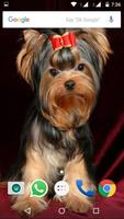 Yorkshire Terrier Dog Wallpape screenshot 1