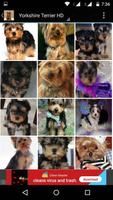 Yorkshire Terrier Dog Wallpape captura de pantalla 2