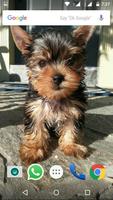 Yorkshire Terrier Dog Wallpape screenshot 3