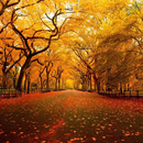 APK Autumn HD Wallpaper